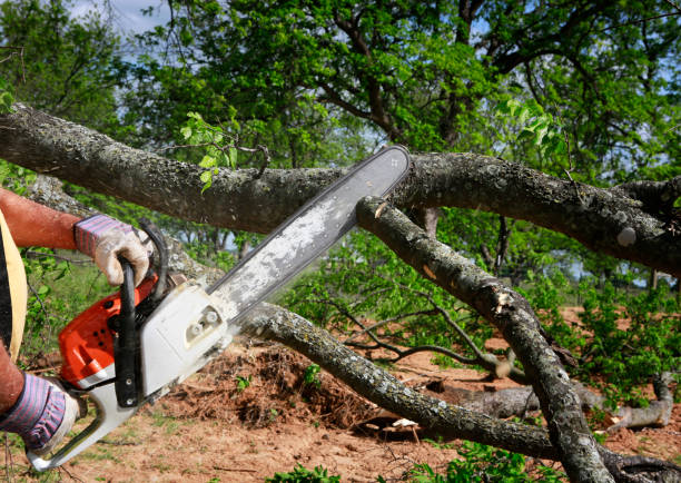 Why Choose Our Tree Removal Services in Summitville, IN?